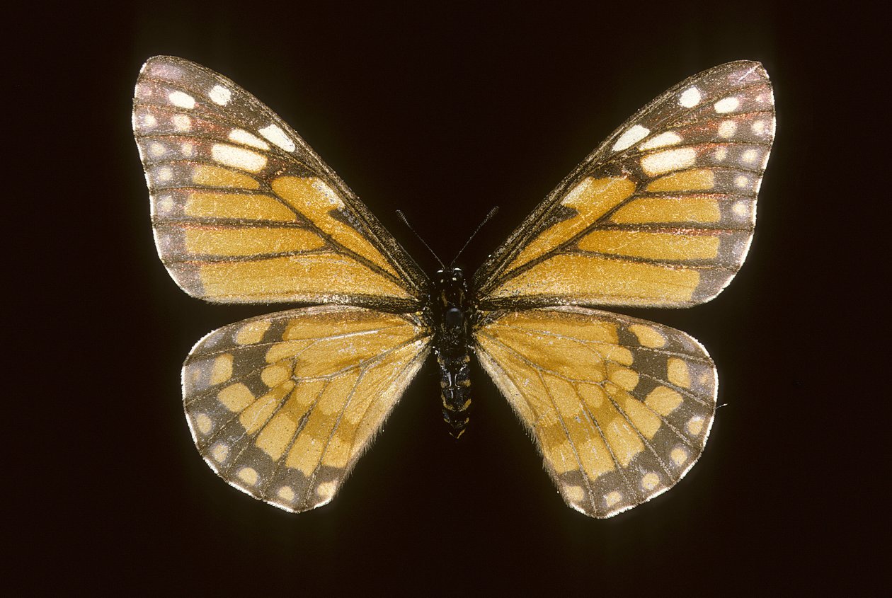 Baronia brevicornis - Augustus Kollner
