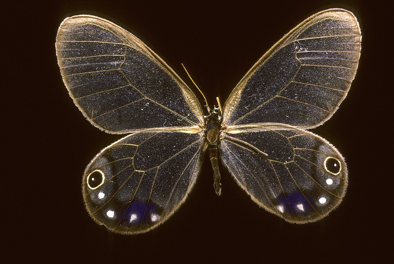 Cithaerias esmeralda - Augustus Kollner
