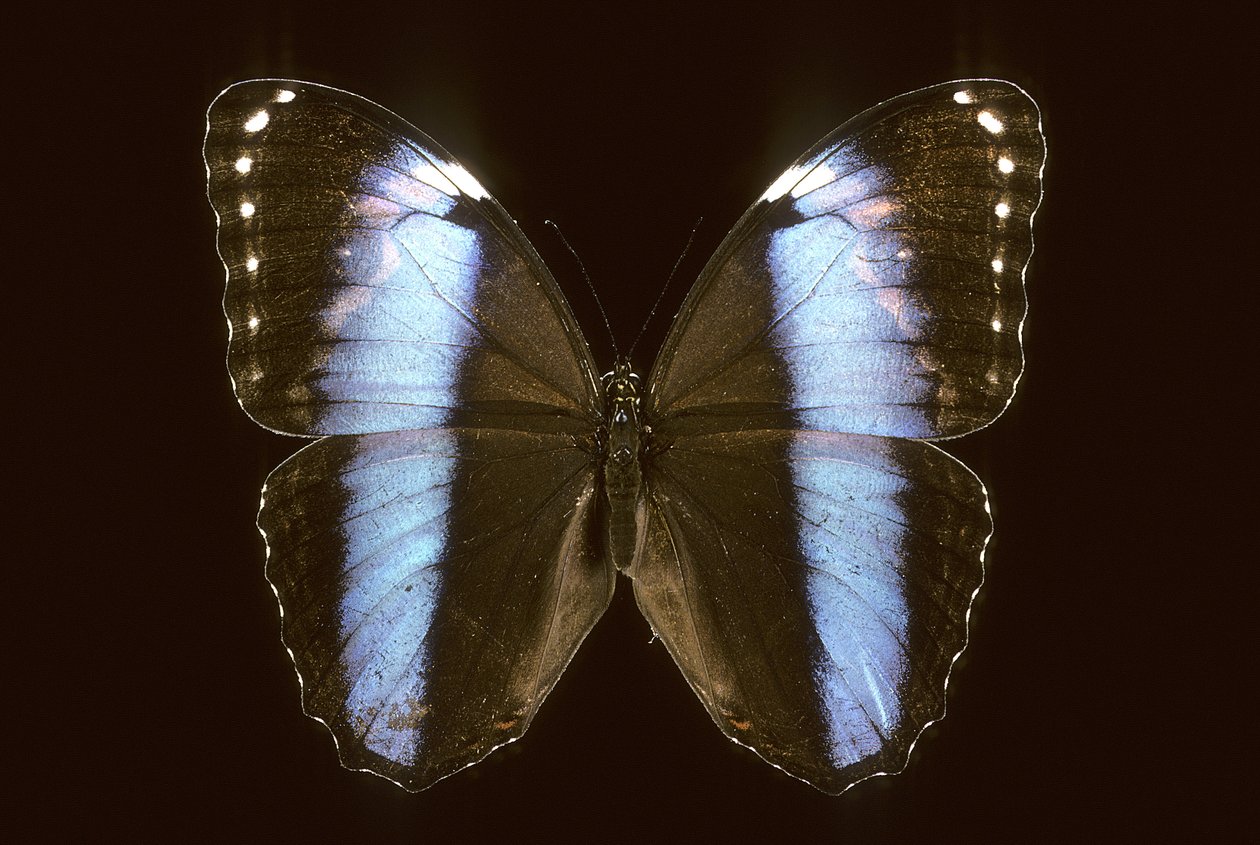 Morpho achilles, Mâle - Augustus Kollner