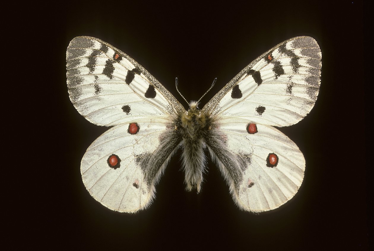 Parnassius phoebus, Petit apollon - Augustus Kollner