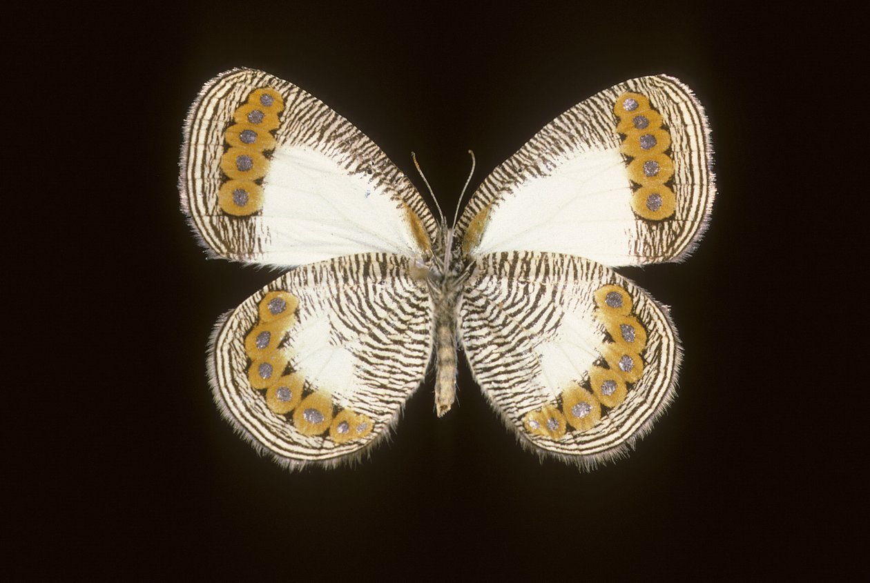 Physcaeneura leda - Augustus Kollner