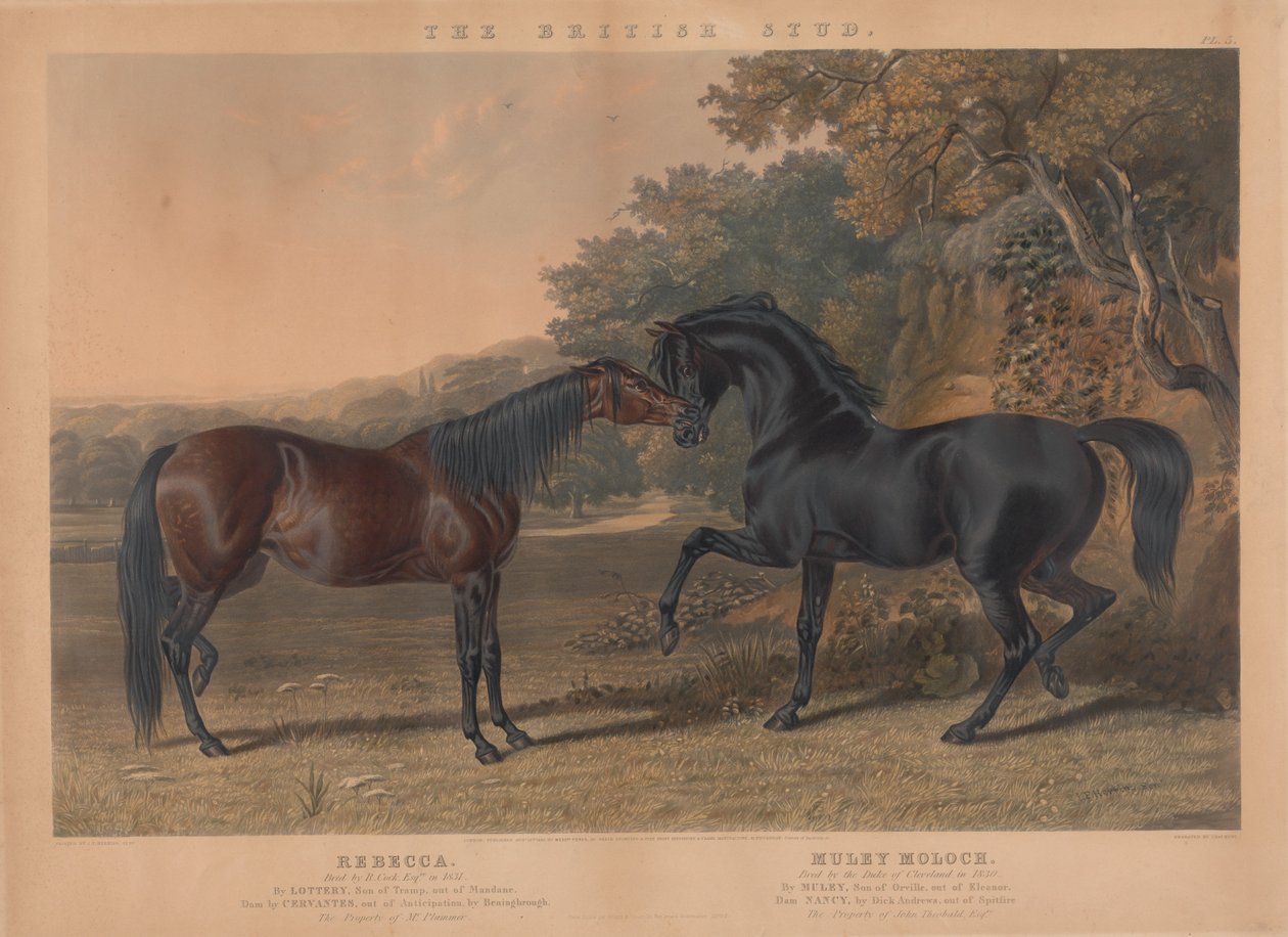 Der britische Zuchtpferd: Pl. 5. "Rebecca" gezüchtet von R. Cock, Esqr. im Jahr 1831; "Muley Moloch" gezüchtet vom Herzog von Cleveland im Jahr 1830 - Charles Hunt