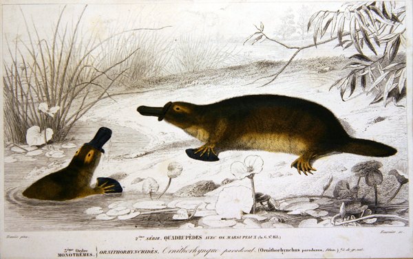 Ornithorynques, illustration du 