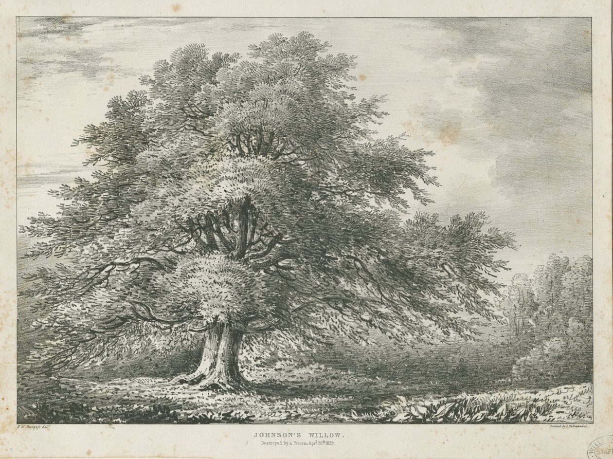 Lichfield - Saule de Dr. Johnson - Charles Joseph Hullmandel