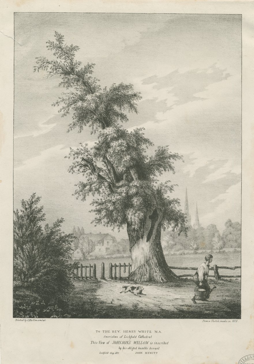 Lichfield - Le saule du 
