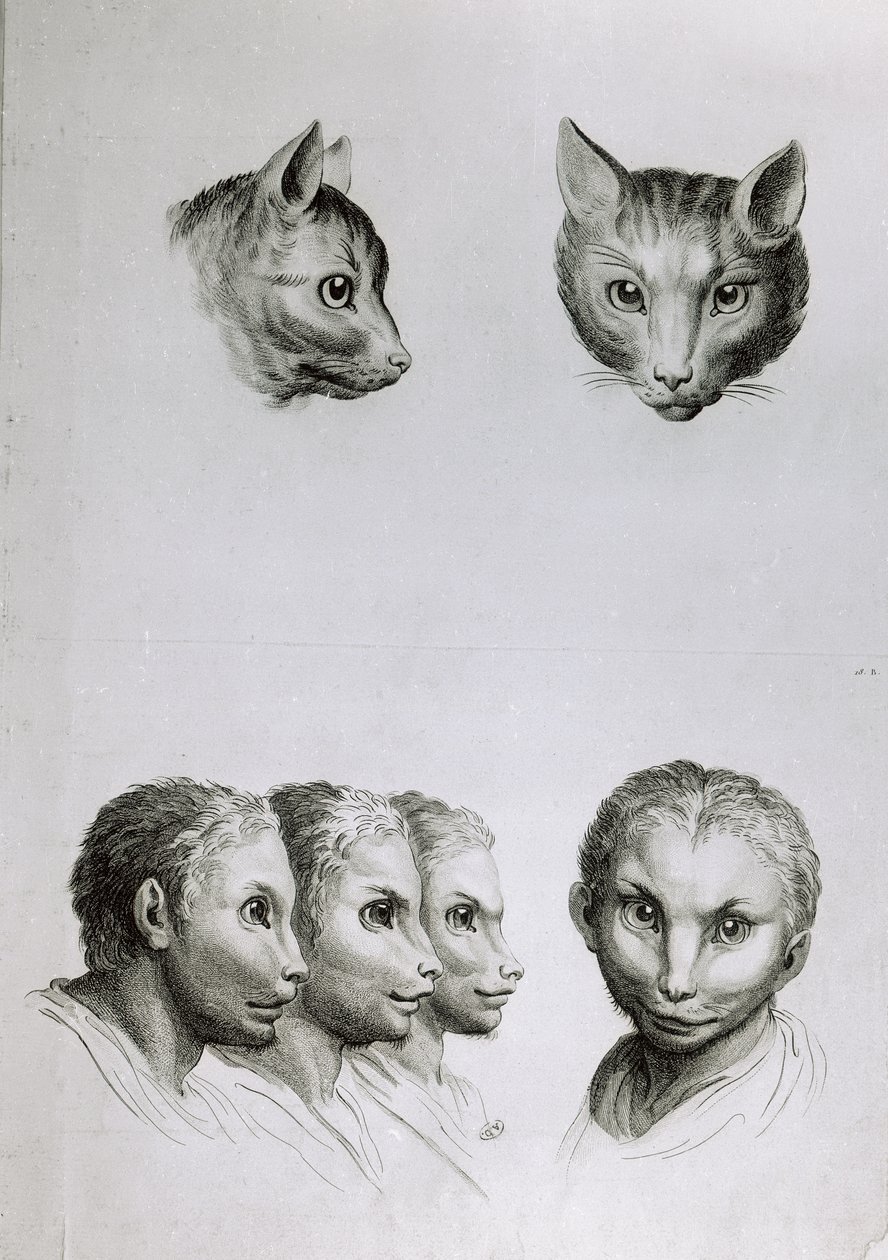 Similarités entre la tête d