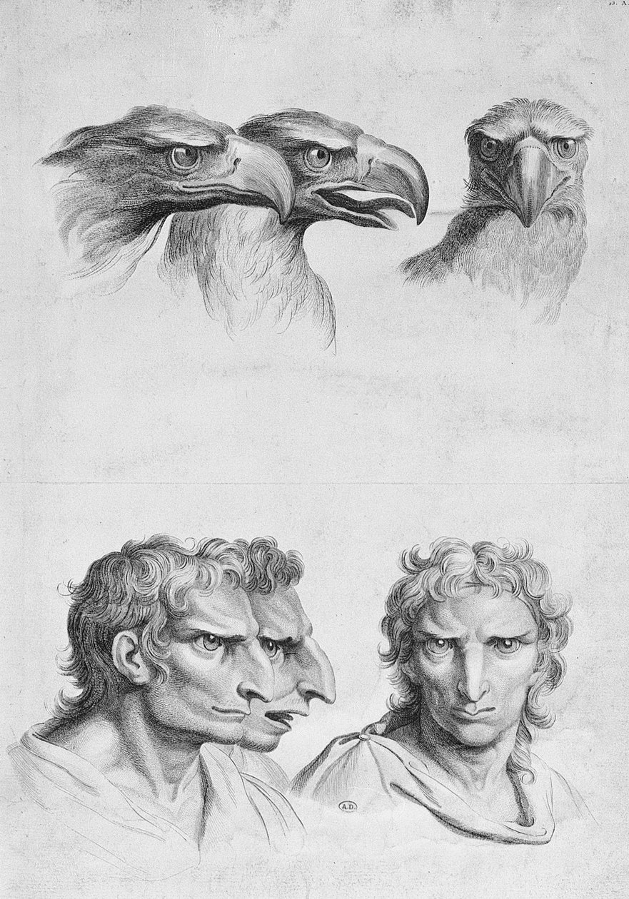 Similarités entre la tête d