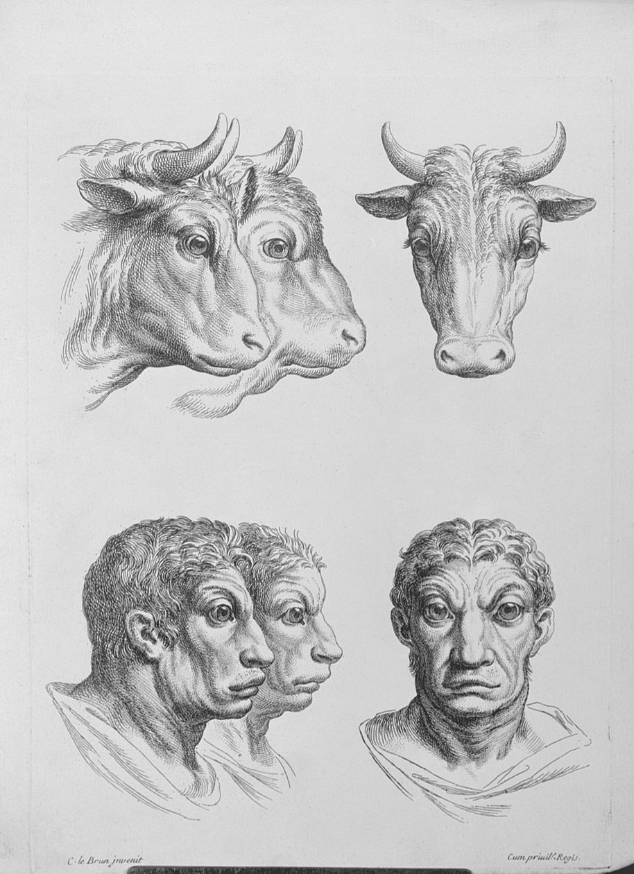 Similarités entre la tête d