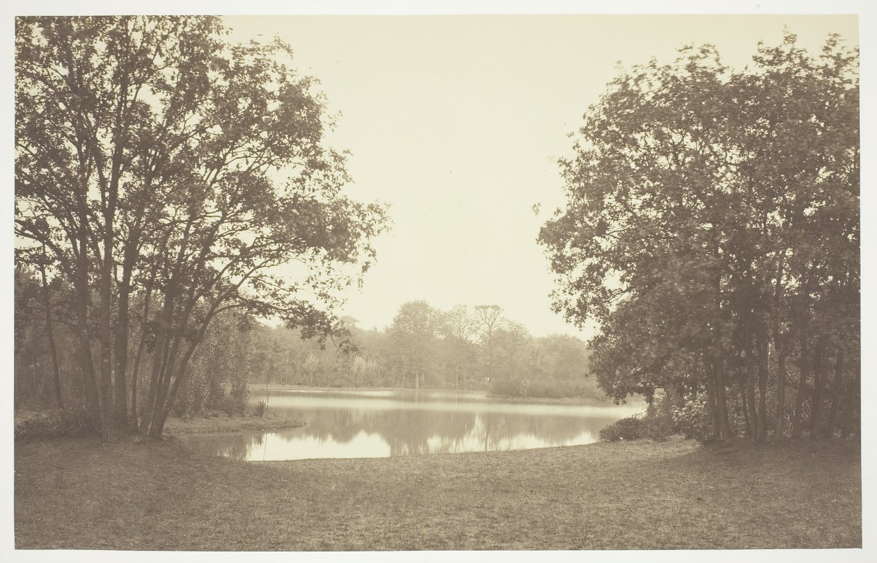 Sans titre [Arbres près de l