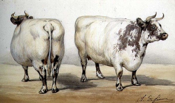 Étude de deux vaches à longues cornes - Charles Oliver de Penne