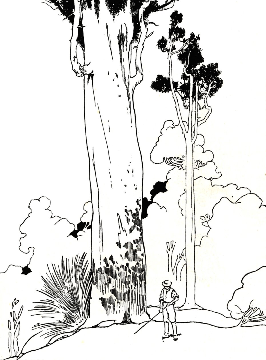 Un arbre Kauri, 1912 - Charles Robinson
