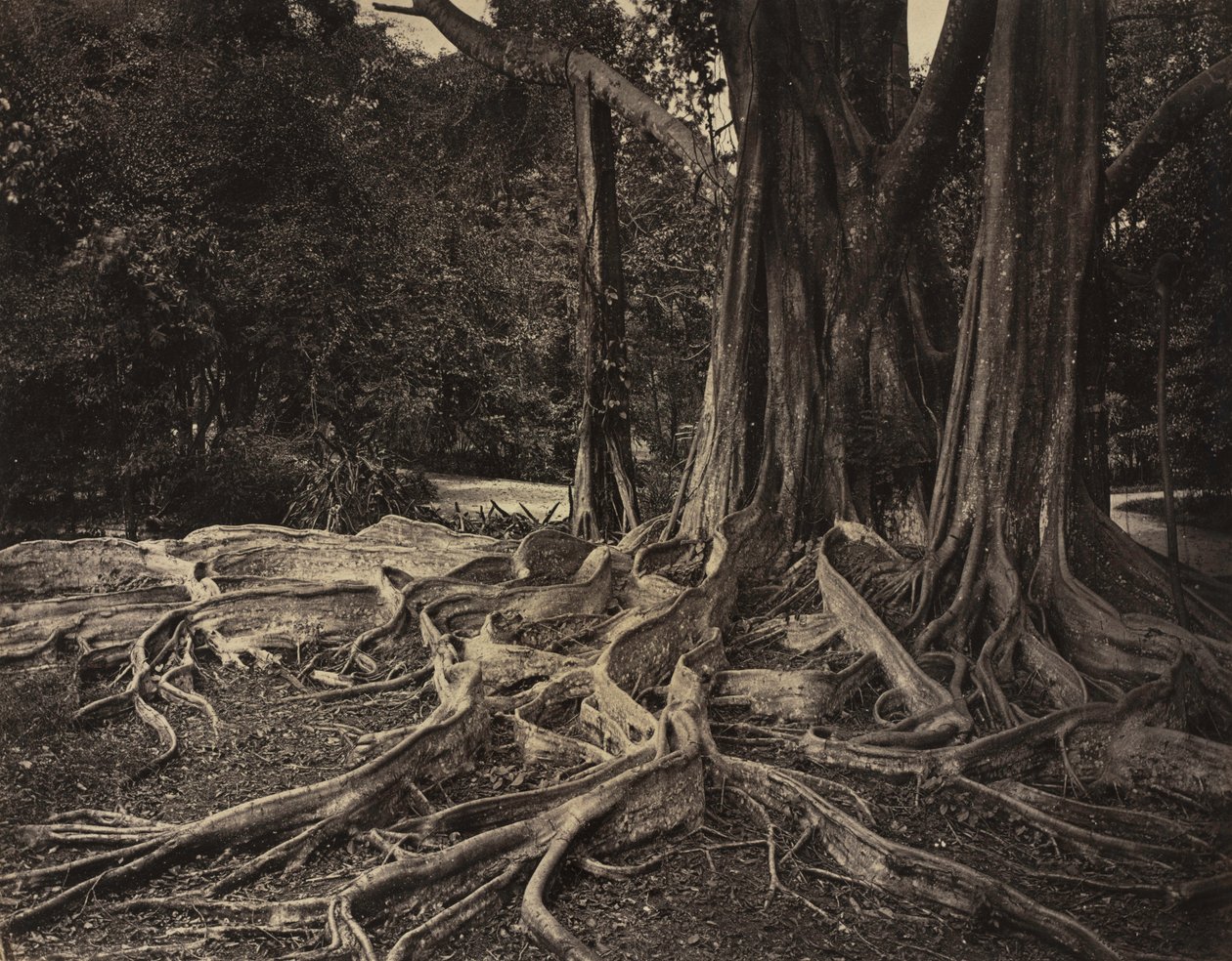 Arbre à caoutchouc, Assam, Inde Ficus Elastica, vers 1880 - Charles T. Scowen