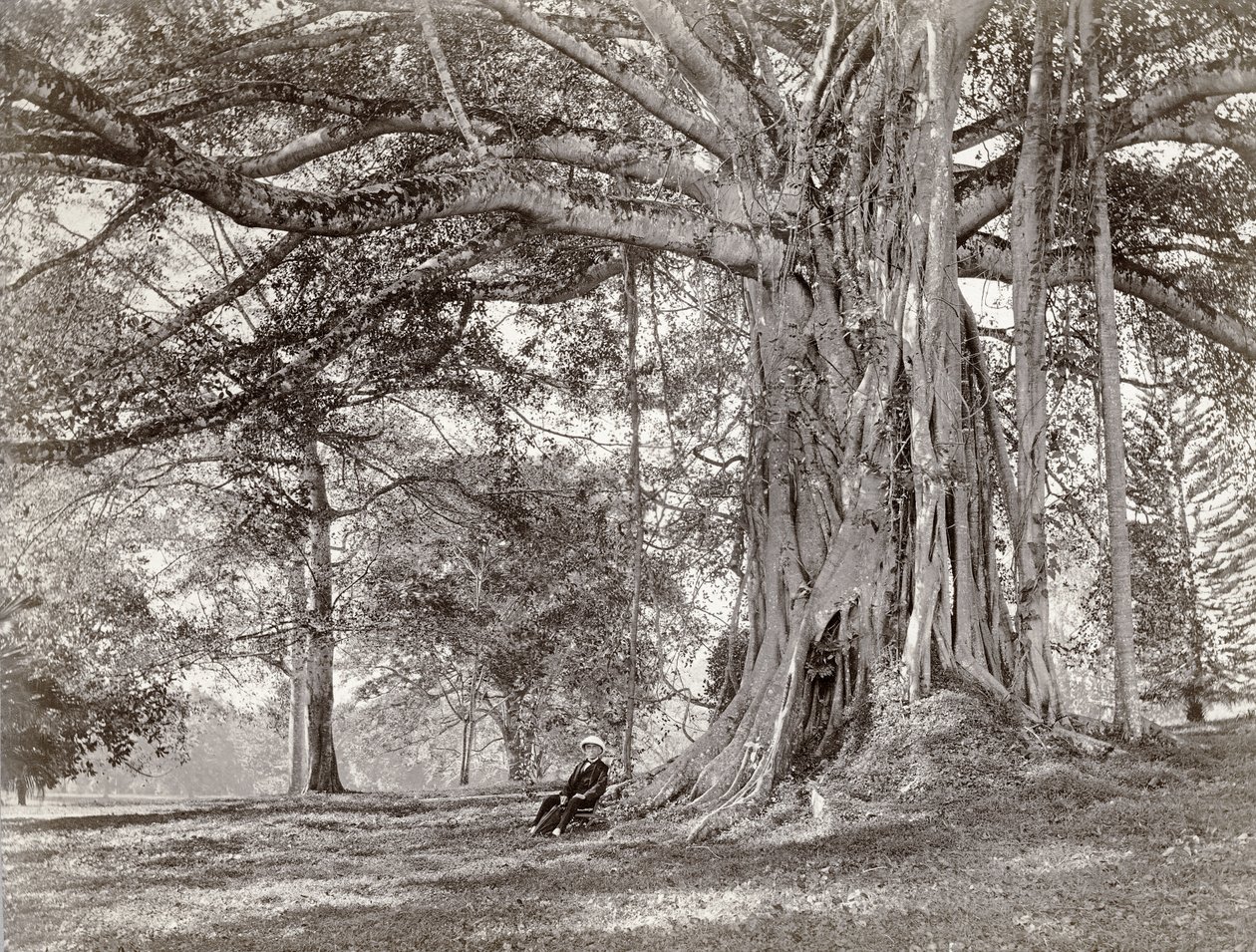 Un gentleman assis sous un grand arbre indigène au Ceylan britannique, maintenant appelé Sri Lanka, années 1880 - Charles T Scowen and Co