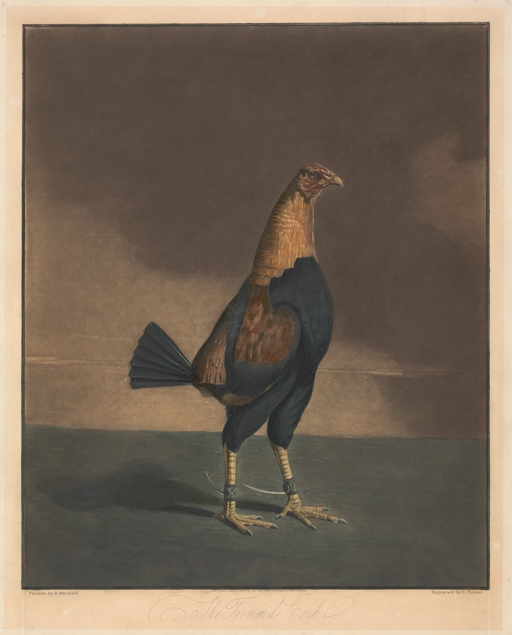 Combats de coqs [une paire] :  2. Le coq paré - Charles Turner
