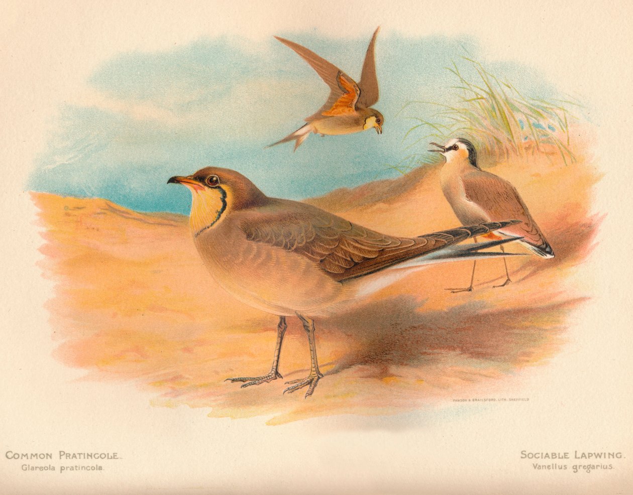 Glaréole à collier Glareola pratincola, Vanneau sociable Vanellus gregarius, 1900 - Charles Whymper