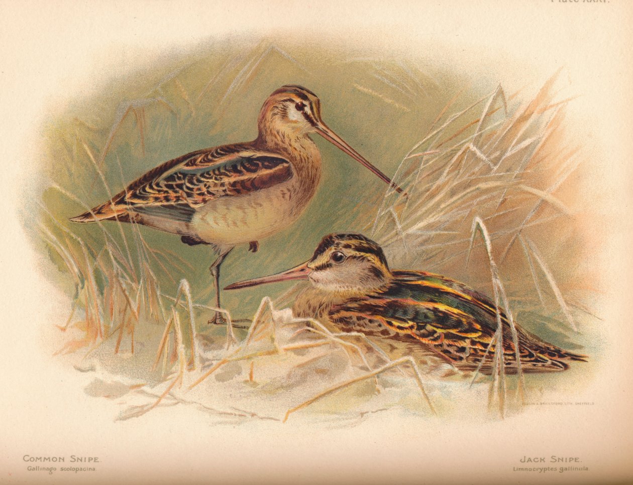 Bécassine des marais Gallinago scolopacina, Bécassine sourde Limnocryptes gallinula, 1900 - Charles Whymper