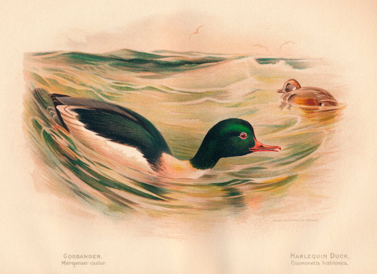 Harle bièvre, Harlequin Duck, 1900 - Charles Whymper