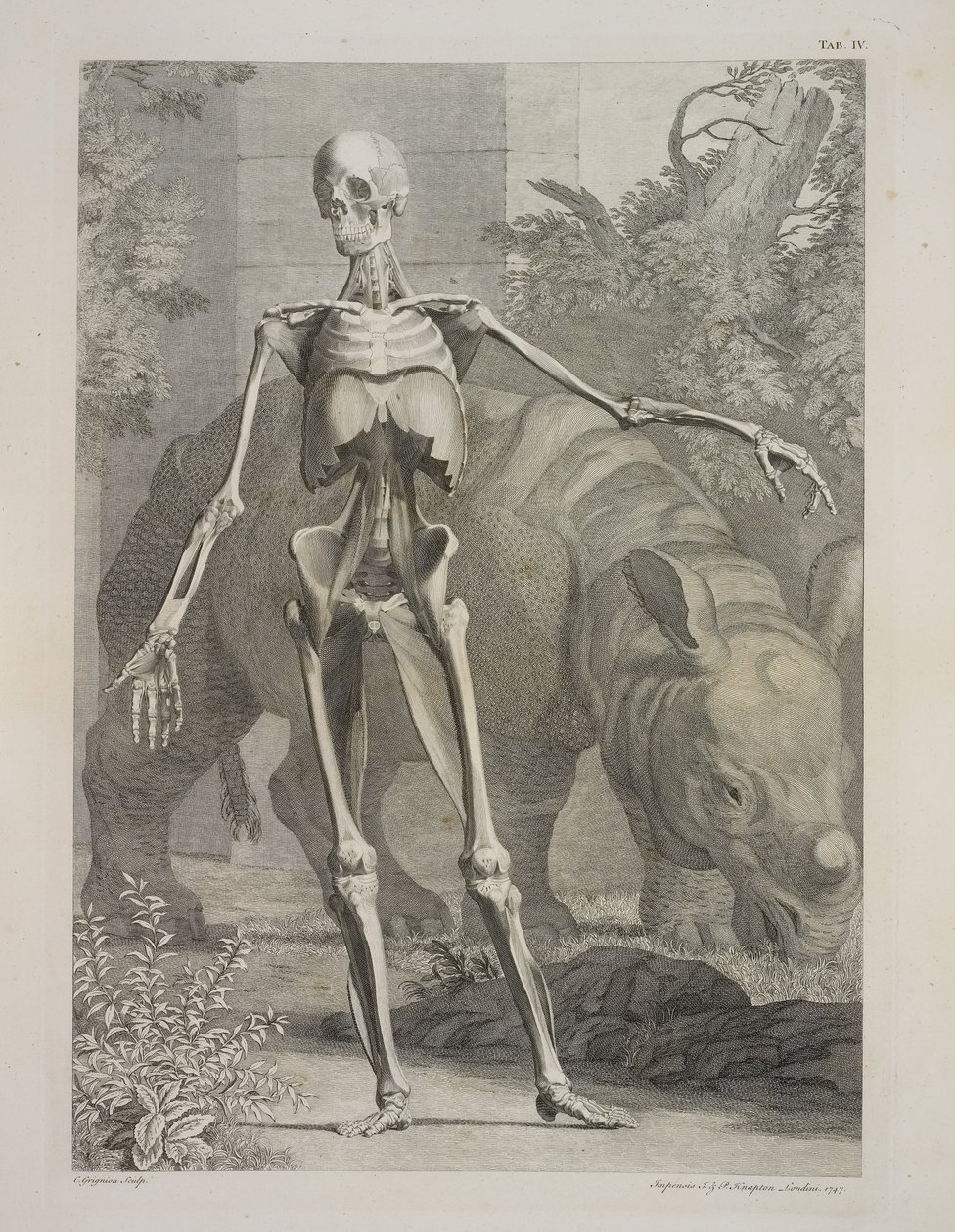 Squelette et rhinocéros, Tables du squelette et des muscles du corps humain, par Bernhard Siegfried Albinus - Charles the Elder Grignion