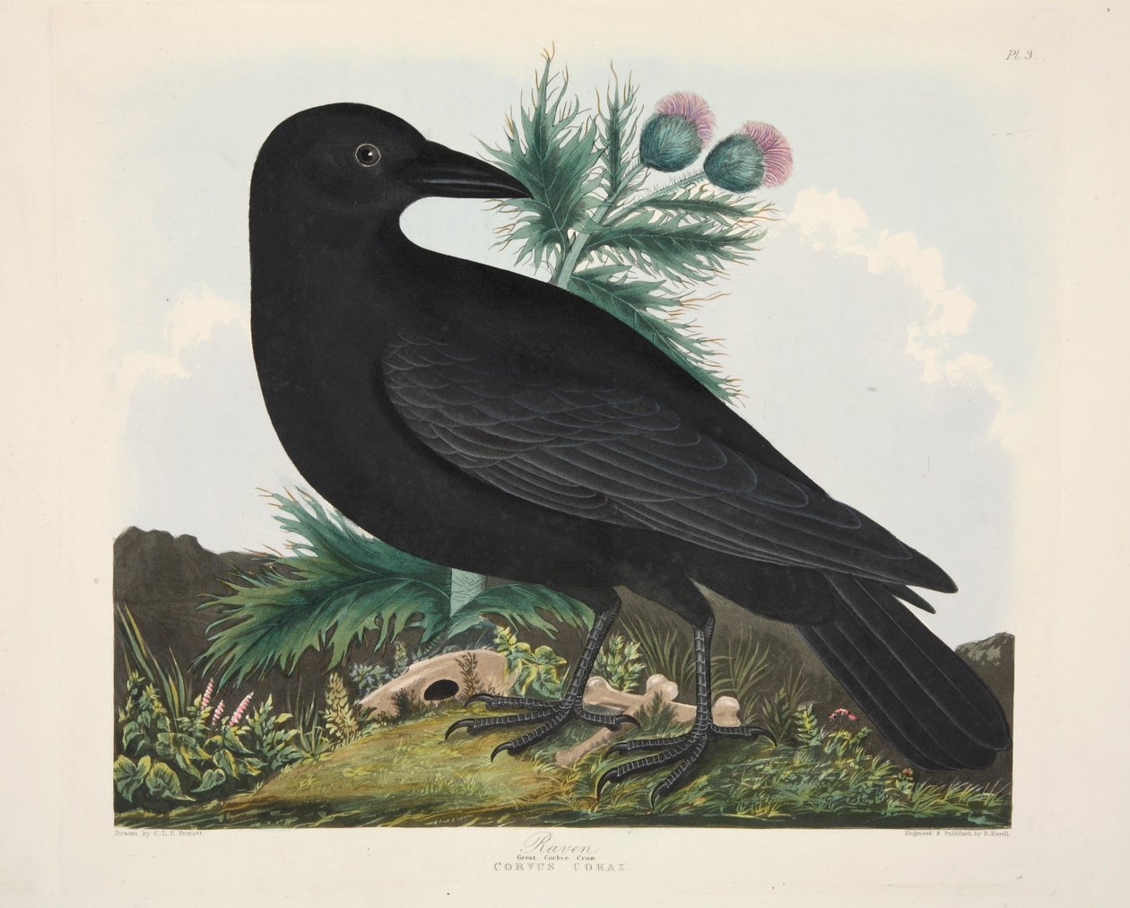 Corbeau, Corvus Corai, pub. 1835 (gravure colorée à la main) - Charlotte Lousia Emily Perrott