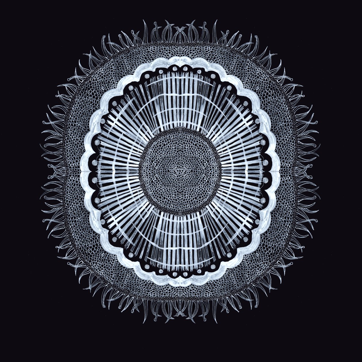 Cellule Végétale 0.2 - Charlotte Orr