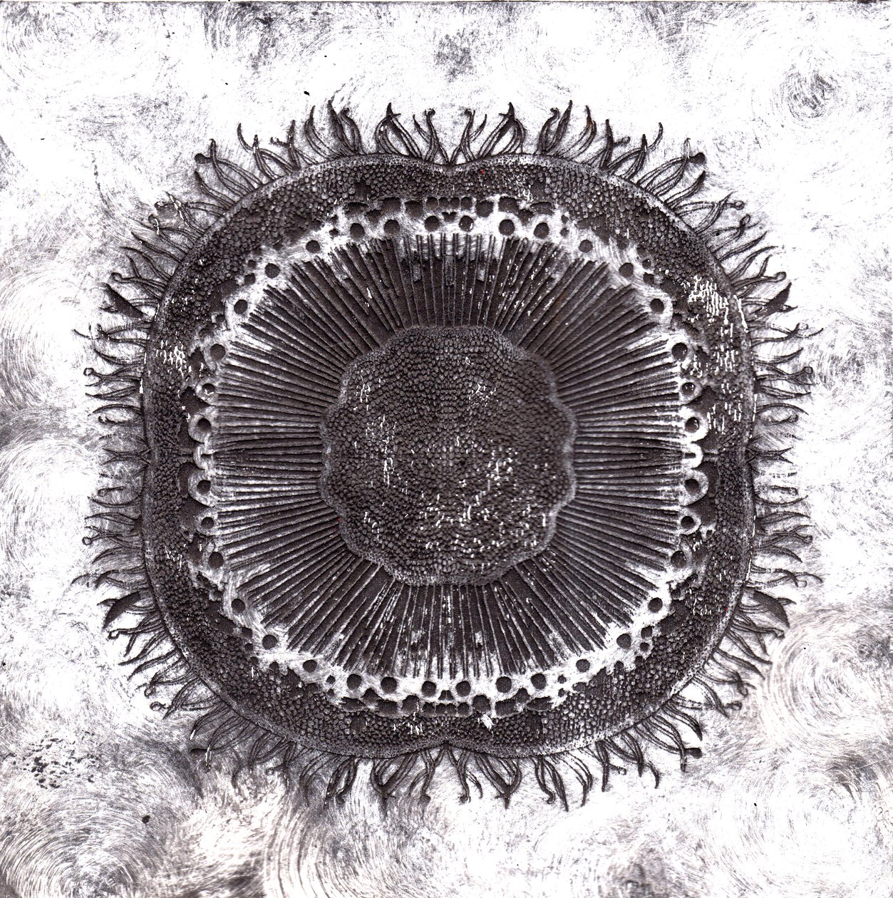 Cellules végétales, 2019 - Charlotte Orr