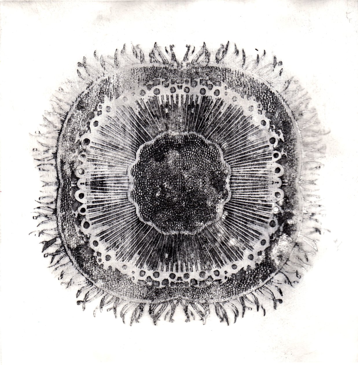 Cellules Végétales - Charlotte Orr