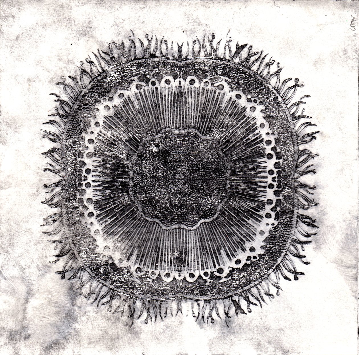 Cellules végétales, 2019 - Charlotte Orr