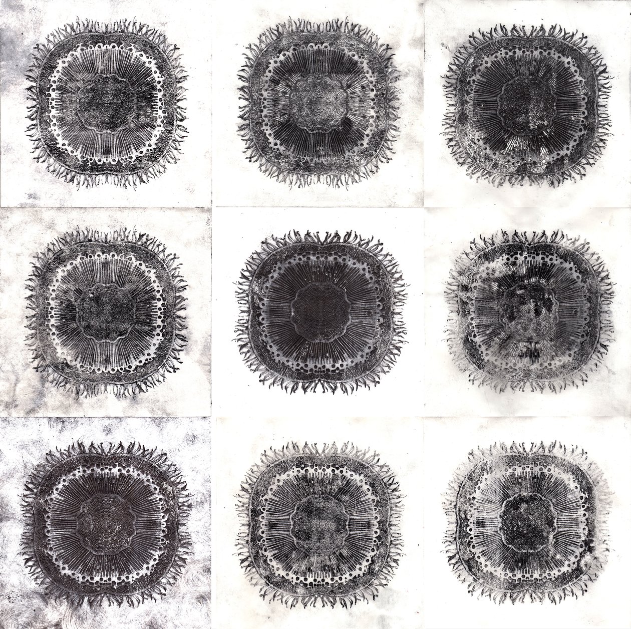 Cellules végétales, 2019 - Charlotte Orr