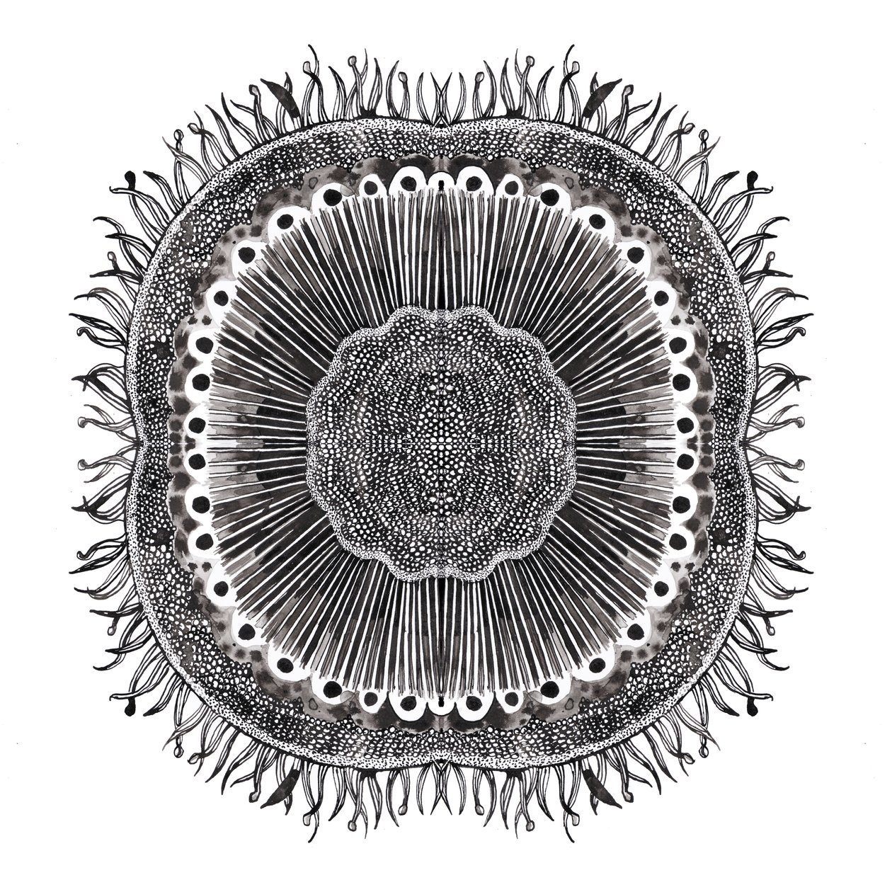 Cellules végétales, 2019 - Charlotte Orr