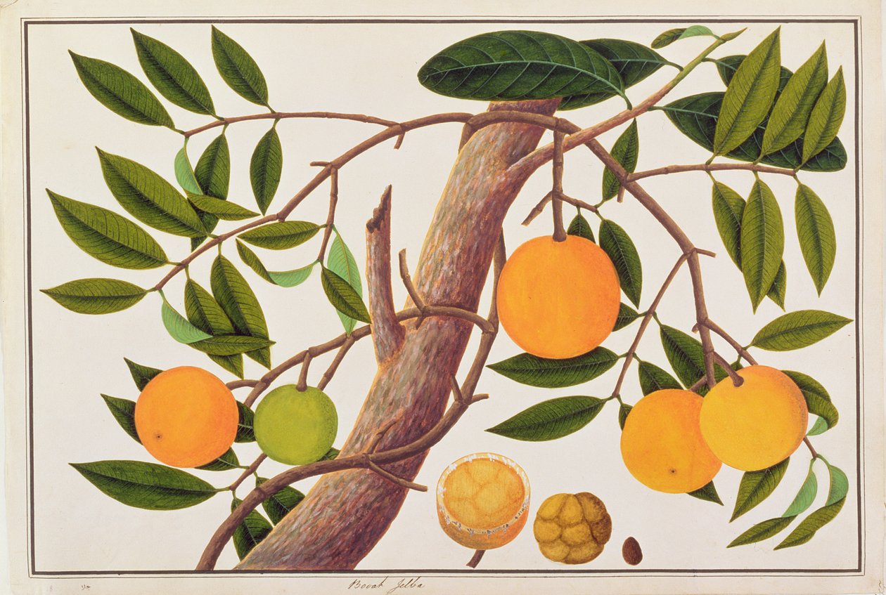 Booah Jebba, de Dessins de Plantes de Malacca, c.1805-18 - Chinese School