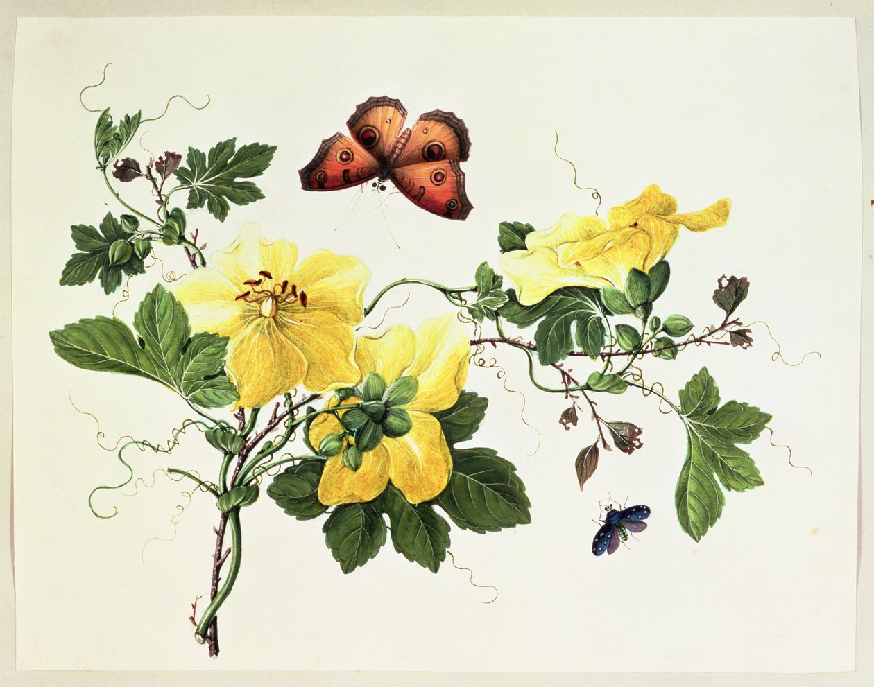 Étude de fleurs et papillon - Chinese School