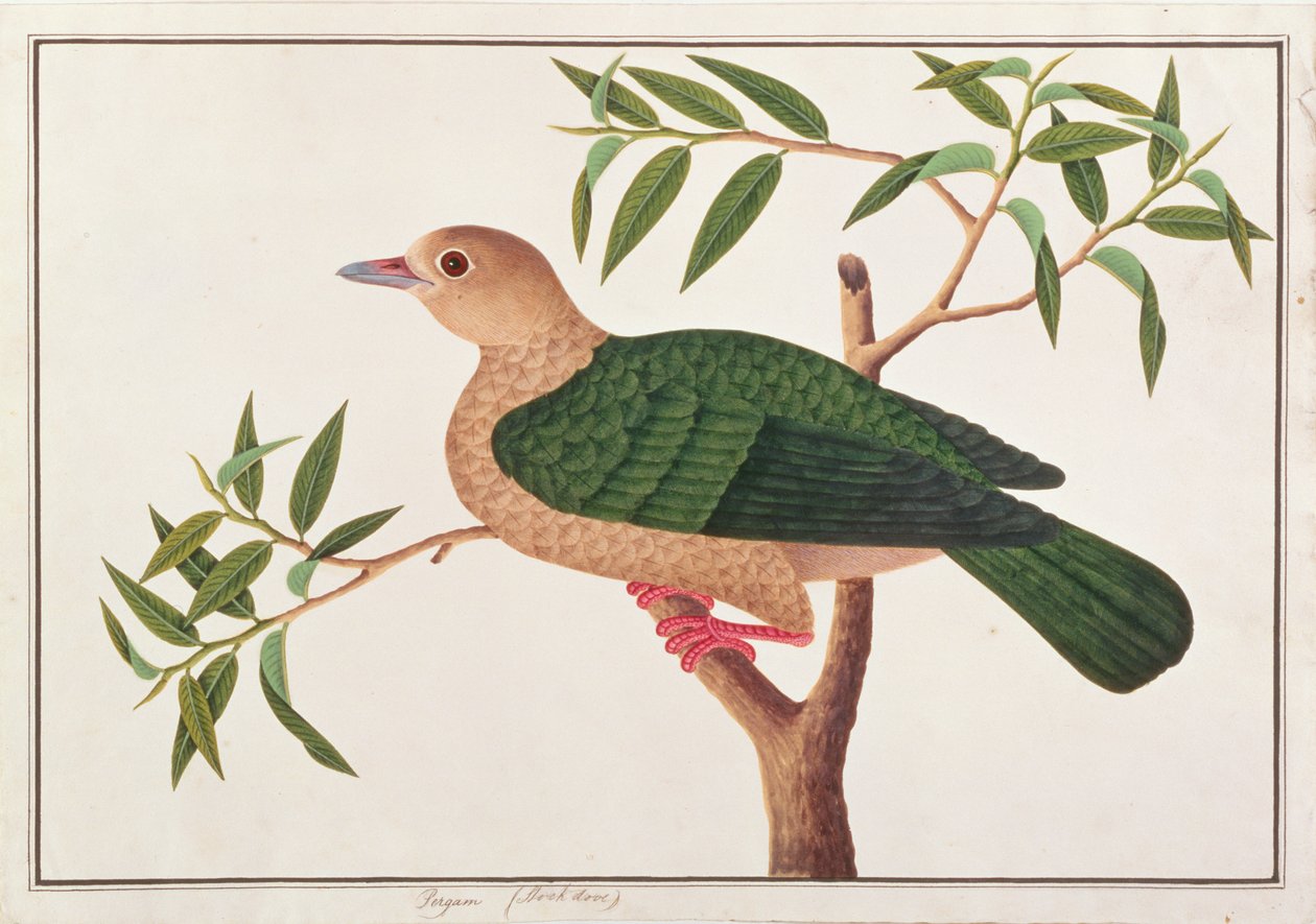 Pigeon impérial vert, tiré de Dessins d