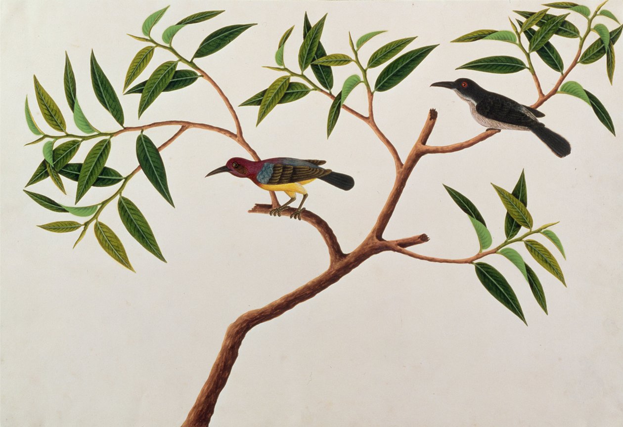 Colibri, Boorong cherichap, des dessins d