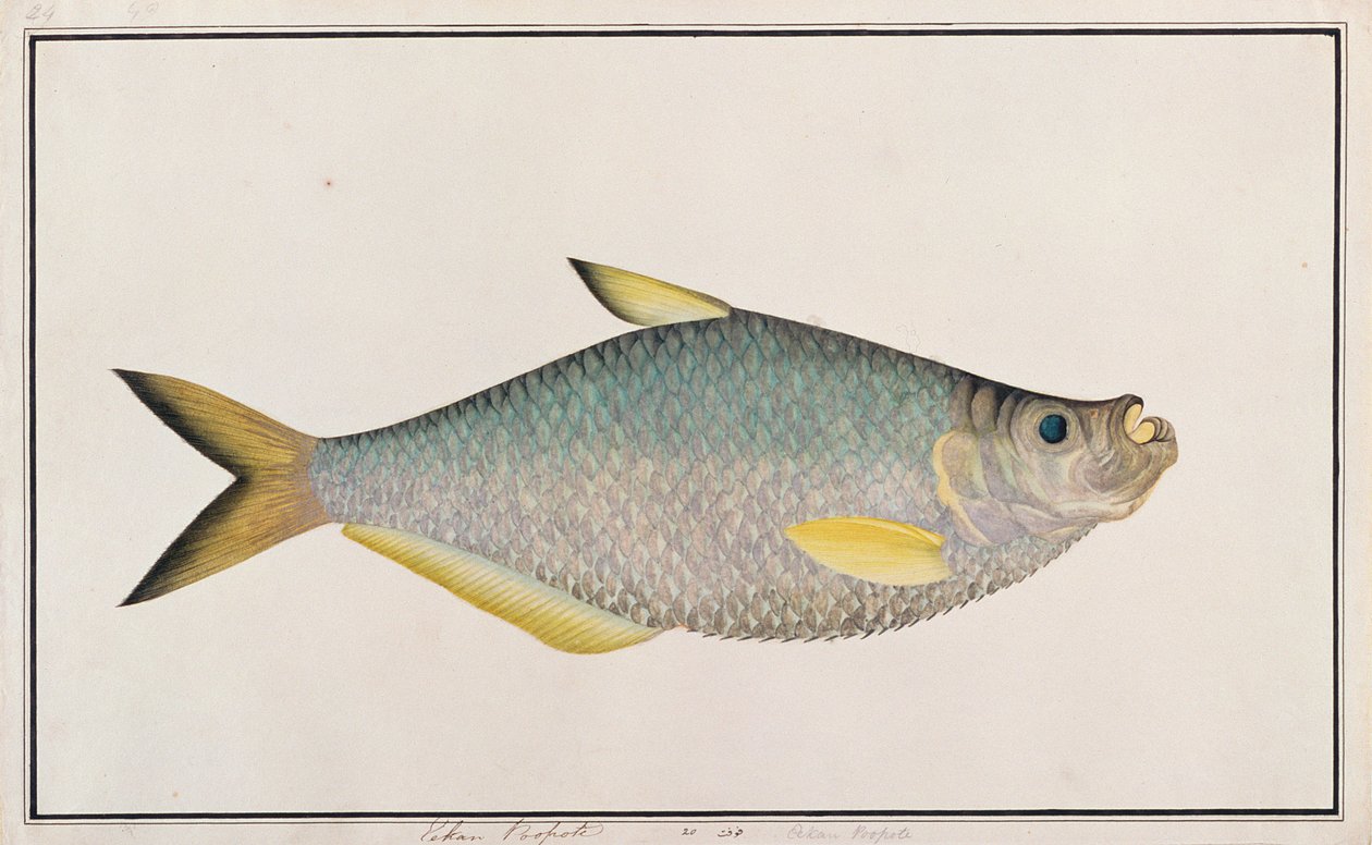 Ilisha, de dessins de poissons de Malacca, c.1805-18 - Chinese School