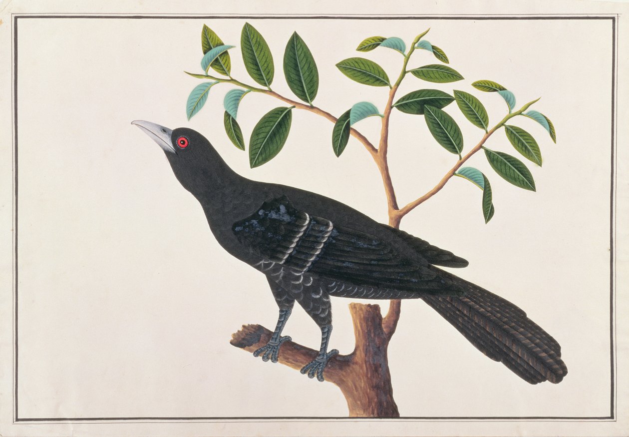Koel, des dessins d