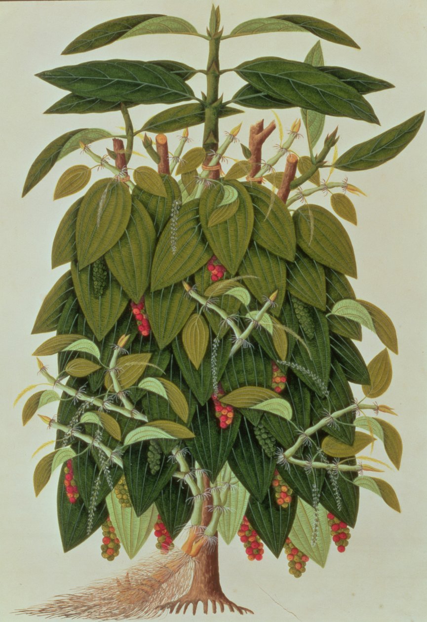 Lava Etam ou Poivre noir, de Dessins de Plantes de Malacca, c.1805-18 - Chinese School