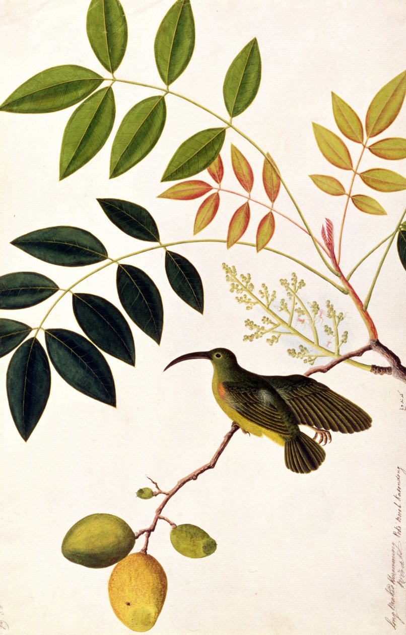 Colibri à long bec, Poko Booah Kadonong, des dessins d