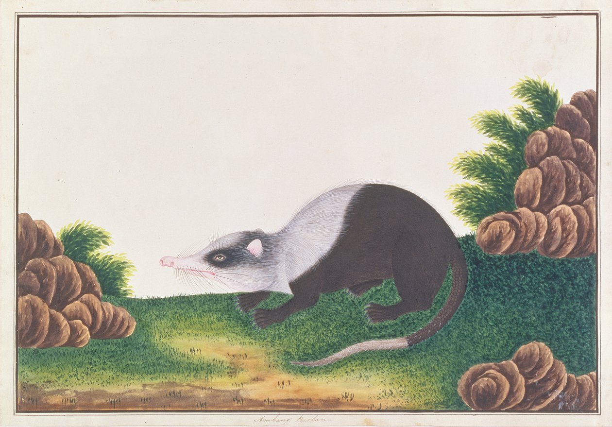 Rat-lune, tiré de Dessins d