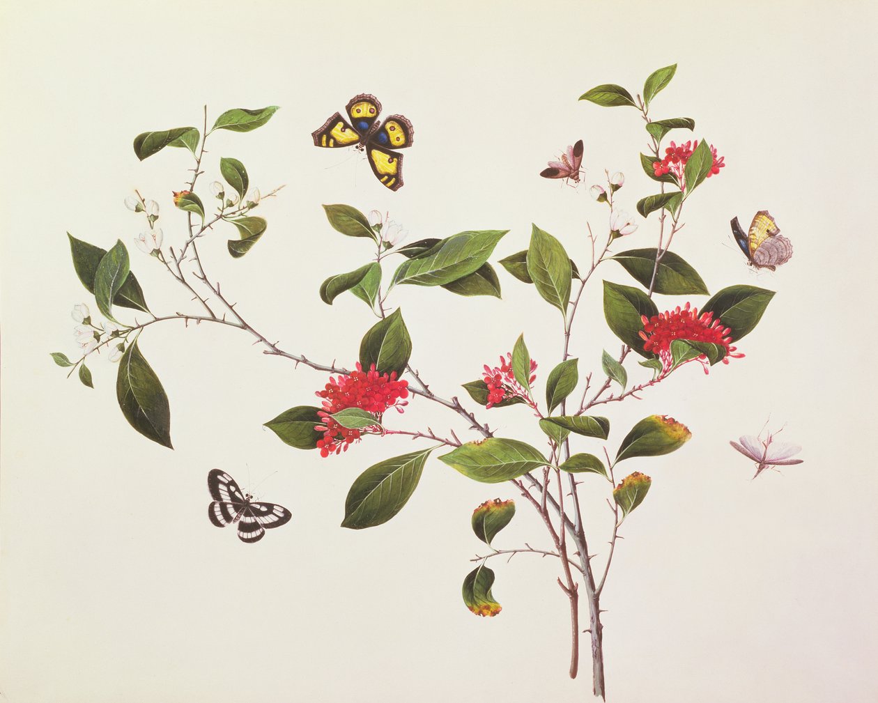 Étude de plante avec papillons et insectes, c.1800 - Chinese School
