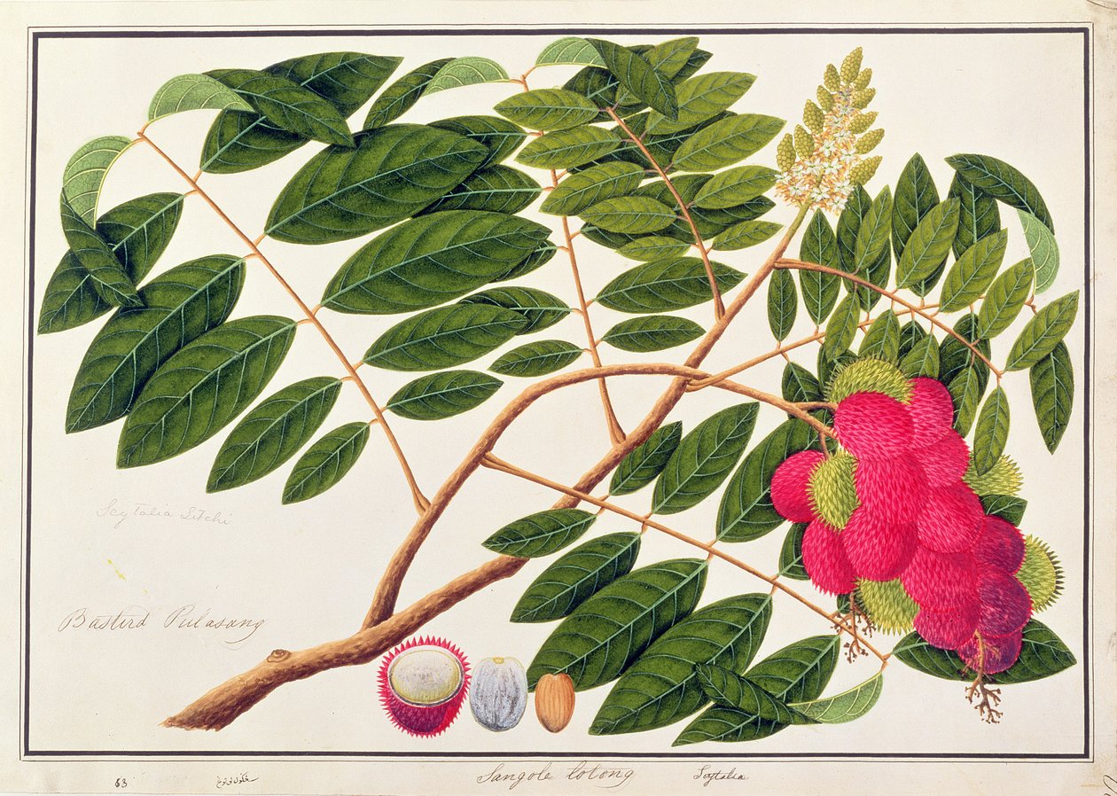Sangole latong, de Dessins de plantes de Malacca, c.1805-18 - Chinese School