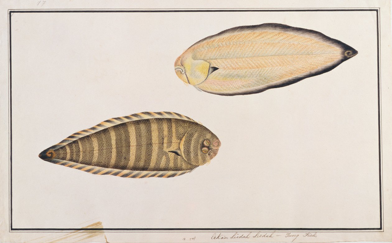 Sole zèbre, des dessins de poissons de Malacca, c.1805-18 - Chinese School