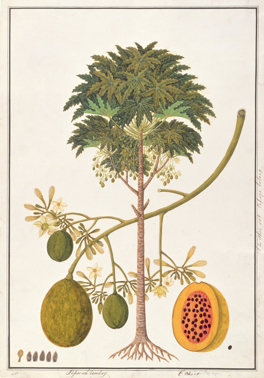 dapai-ah Tambay ou Carica, de Dessins de Plantes de Malacca, c.1805-18 - Chinese School