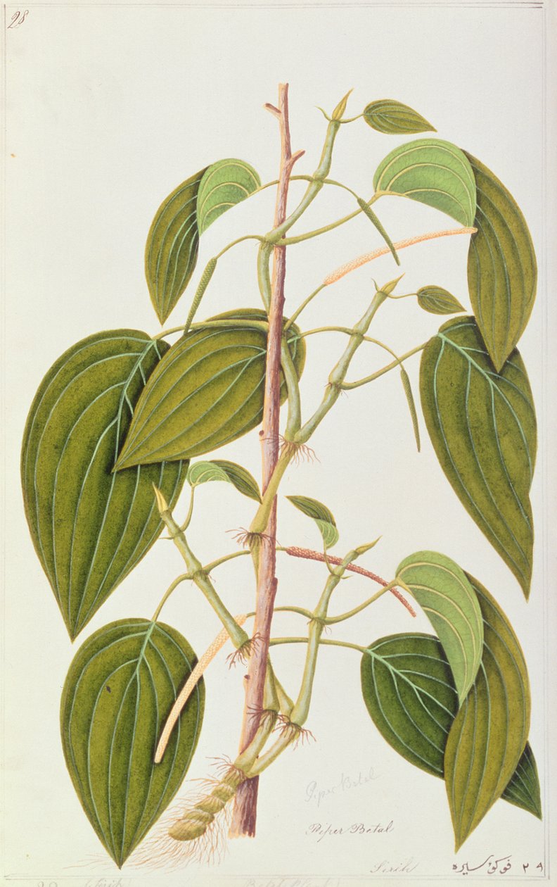 Feuille de bétel, de Cinquante-cinq dessins de plantes médicinales de Malacca, Volume 1, c.1805-18 - Chinese School