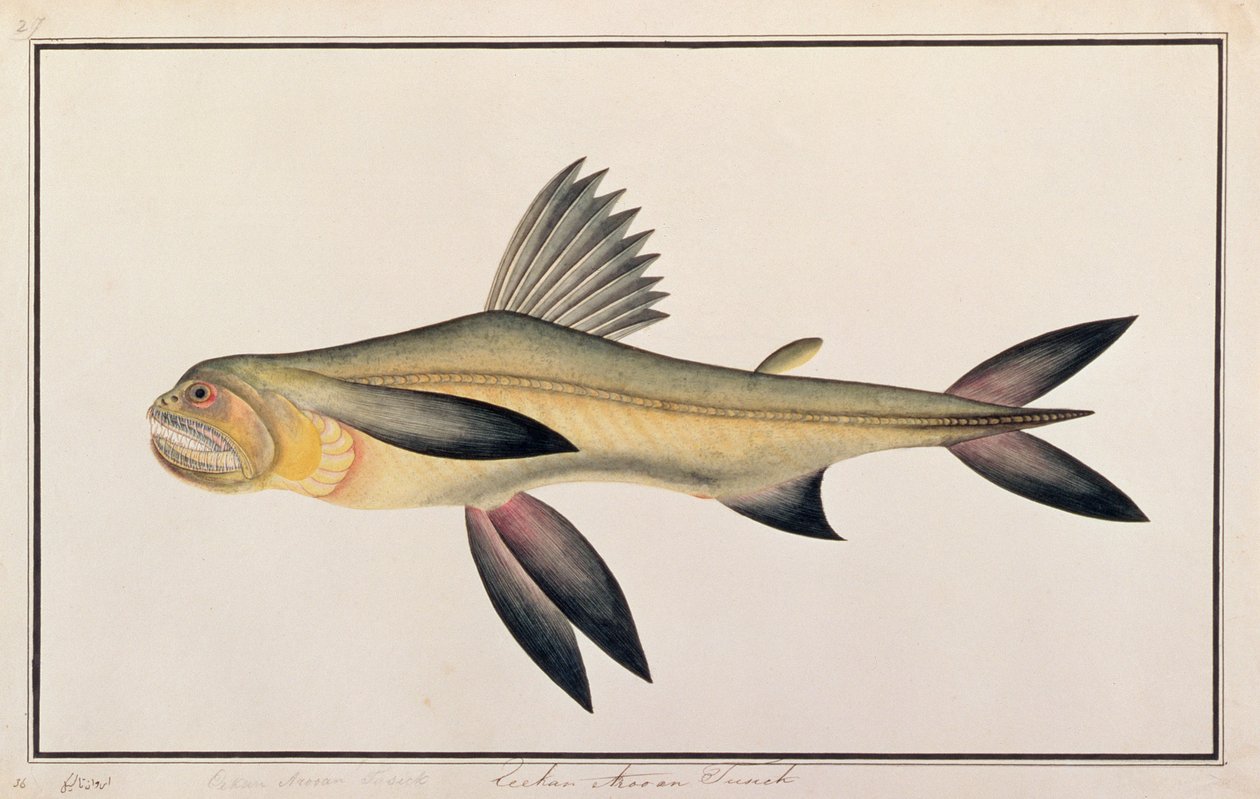 Bombay Duck, de dessins de poissons de Malacca, c.1805-18 - Chinese School