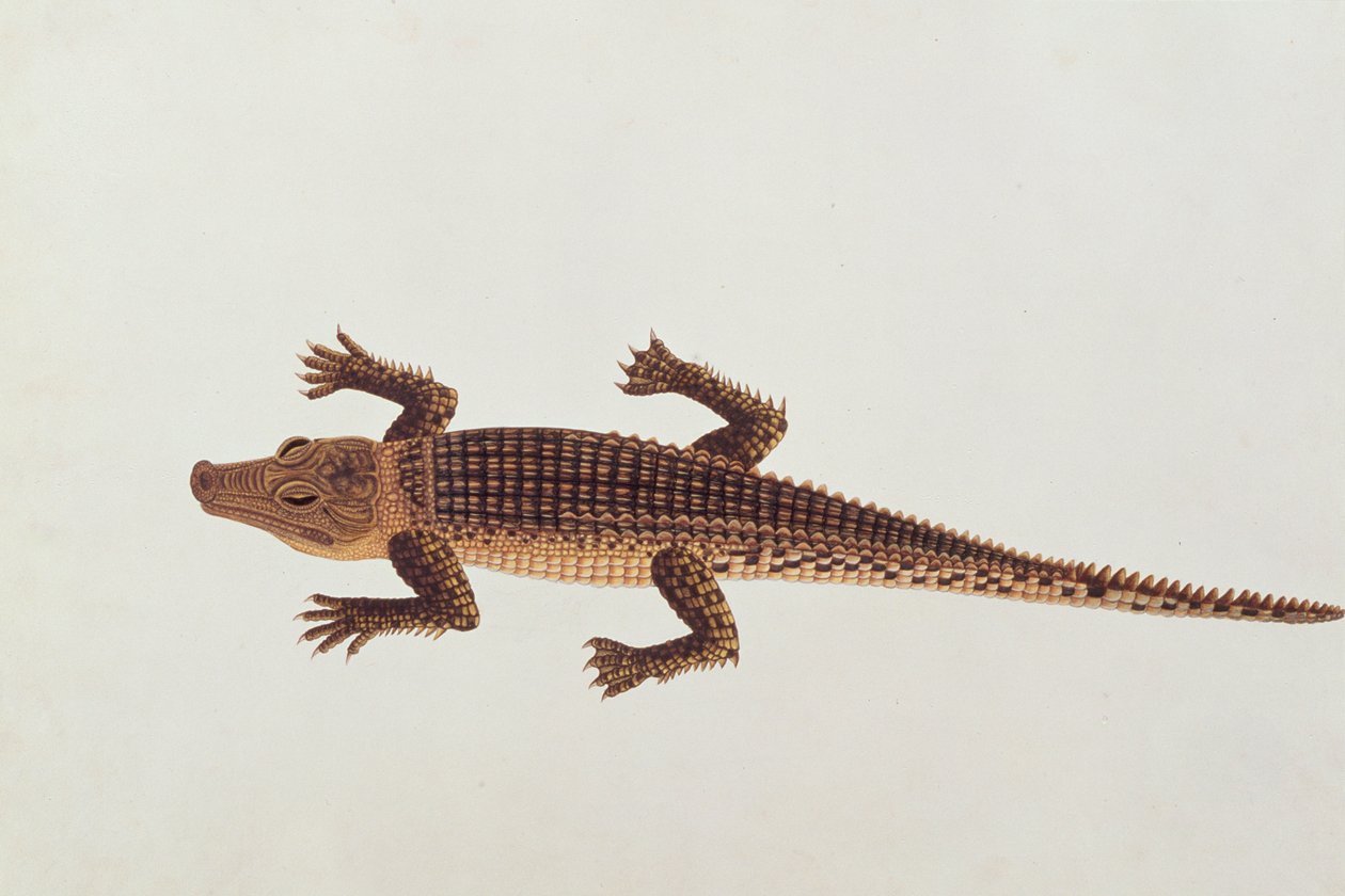 Boo-ay-ah Alligator, de Dessins d