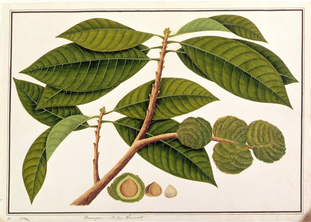 Brangam ou Châtaigne malaise, de Dessins de Plantes de Malacca, c.1805-18 - Chinese School