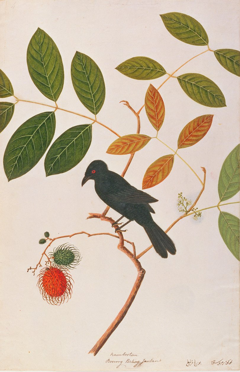 Drongo à bec de corbeau, des dessins d