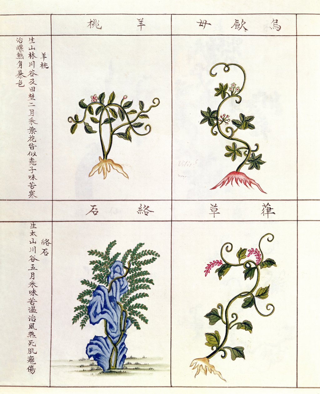 Quatre plantes d
