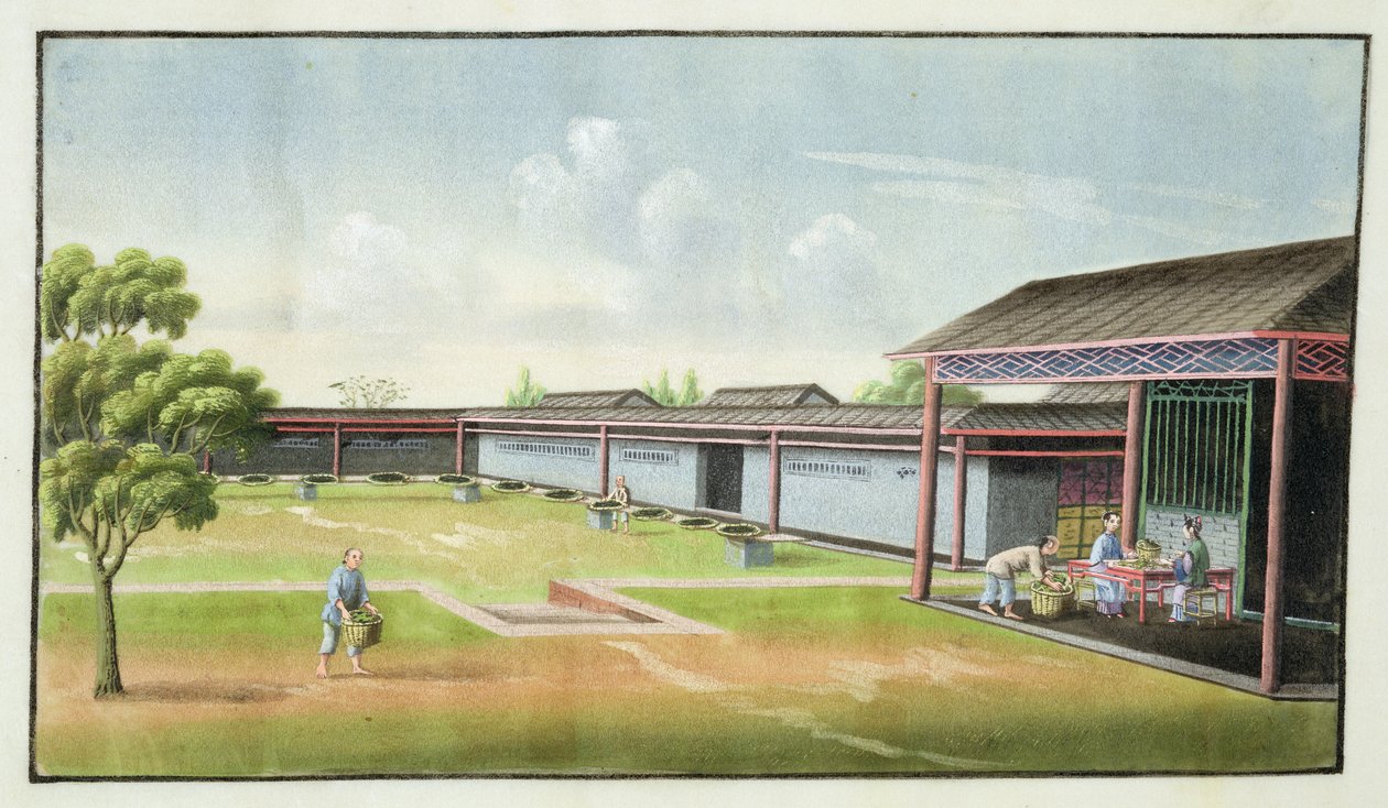 Tri des petites feuilles pour le séchage - Chinese School
