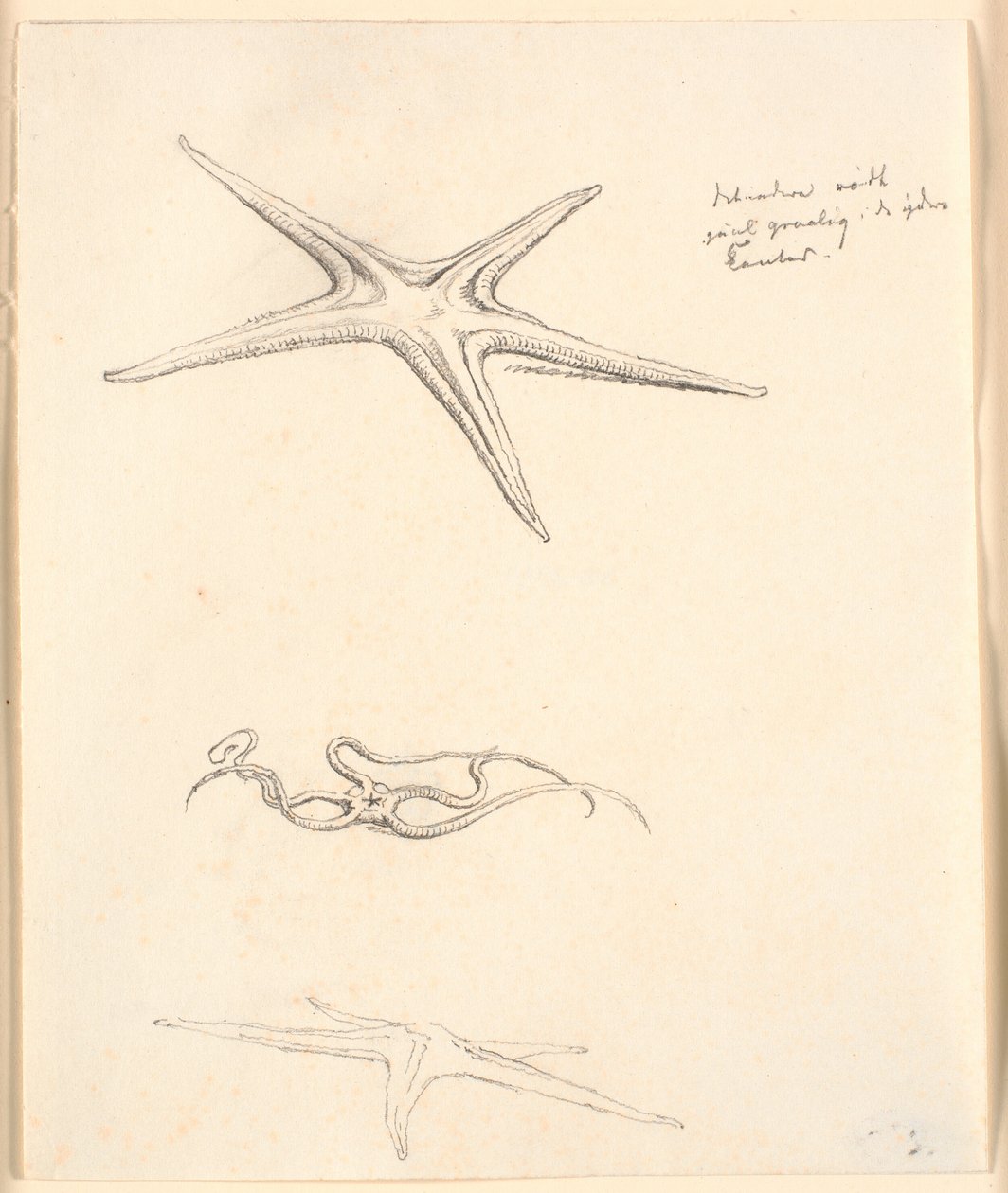 Étoiles de mer - Christen Købke